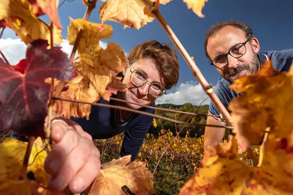 Covigneron Parrainage de vignes Expérience Vallée du Rhône
