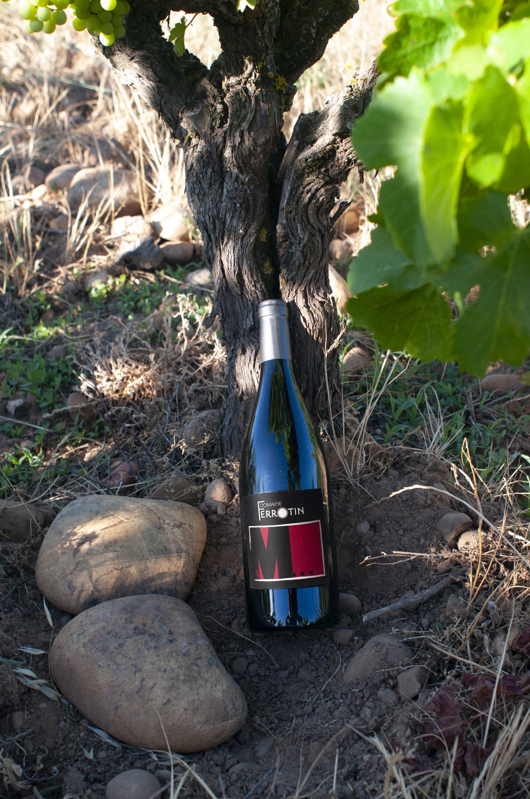 Domaine Ferrotin Cuvée M 2021 vin rouge Mourvèdre